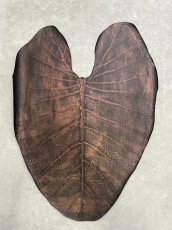 画像1: beLEAF  リーフレザー　ダークブラウン　Mサイズ　葉っぱの革　クワズイモ　エコロジーレザー　ブラジル (1)