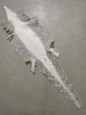 画像1: ヒマラヤクロコダイル　ナチュラル　43　ワニ革　ナイルクロコダイル　クロコダイル革 (1)