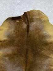 画像3: ヘアーカーフ　キャメル　牛革毛付き　毛皮　 (3)