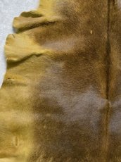 画像5: ヘアーカーフ　キャメル　牛革毛付き　毛皮　 (5)
