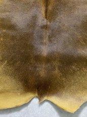 画像6: ヘアーカーフ　キャメル　牛革毛付き　毛皮　 (6)