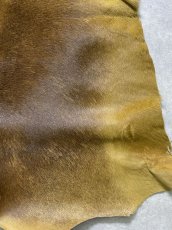 画像7: ヘアーカーフ　キャメル　牛革毛付き　毛皮　 (7)