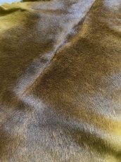 画像9: ヘアーカーフ　キャメル　牛革毛付き　毛皮　 (9)