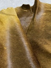 画像10: ヘアーカーフ　キャメル　牛革毛付き　毛皮　 (10)